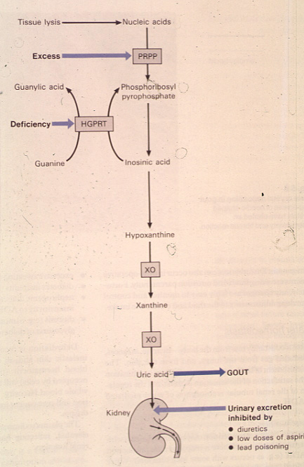 gout08.jpg 89.8K