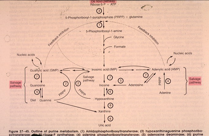 gout09.jpg 135.9K