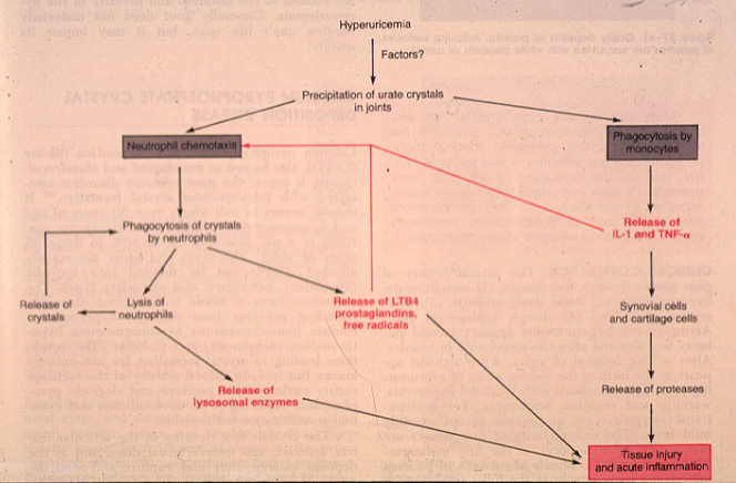 gout10.jpg 92.1K