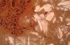 gout26tophipolarized1.jpg 2.8K