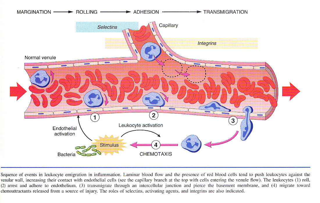 Inflammation_pic04.jpg 763.7K