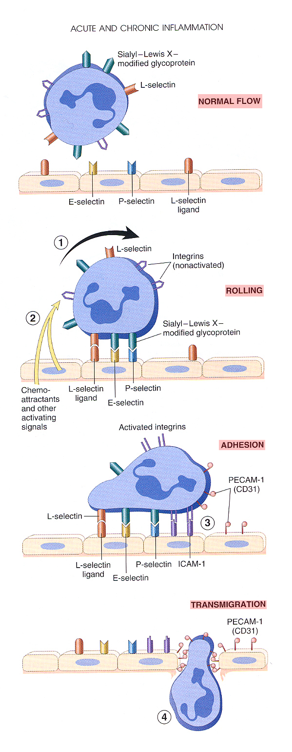 Inflammation_pic05.jpg 653.7K