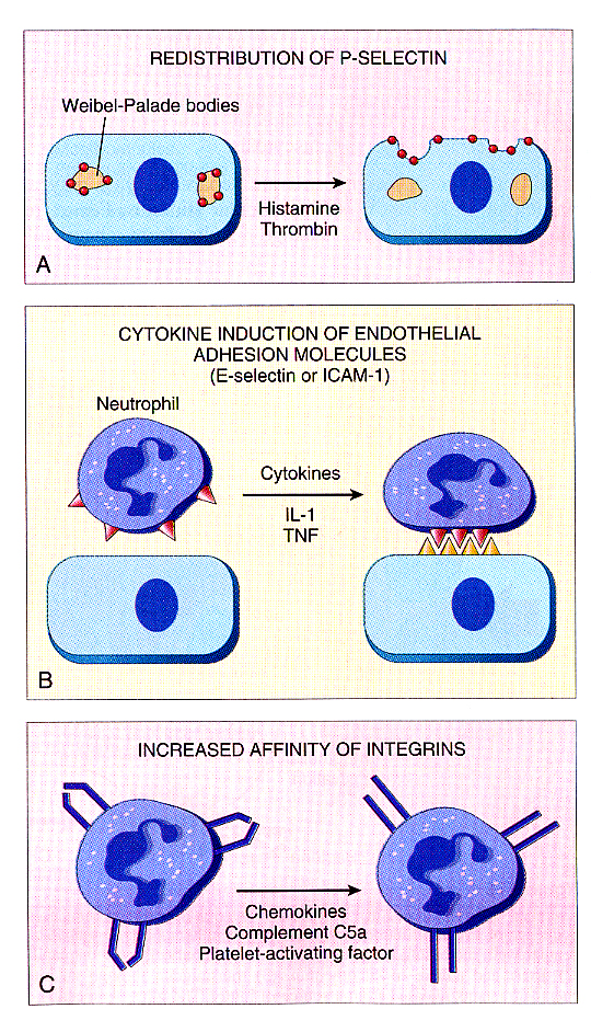 Inflammation_pic06.jpg 879.6K