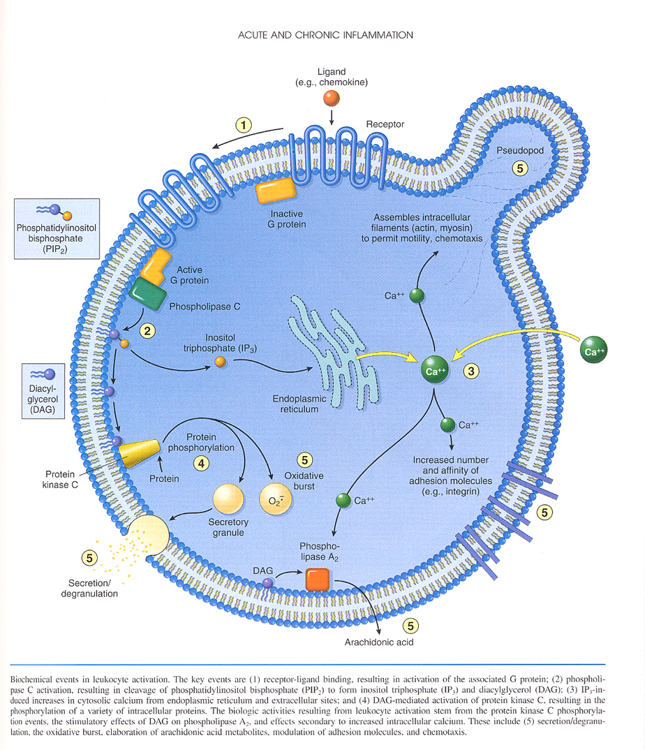 Inflammation_pic08.jpg 1063.4K