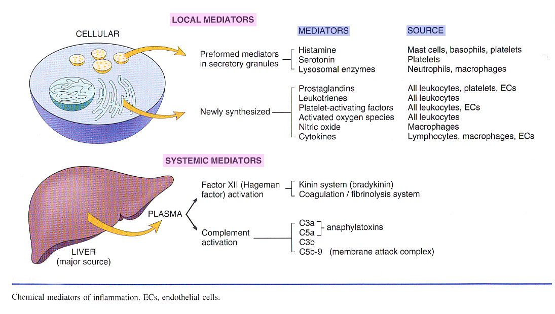 Inflammation_pic11.jpg 453.9K