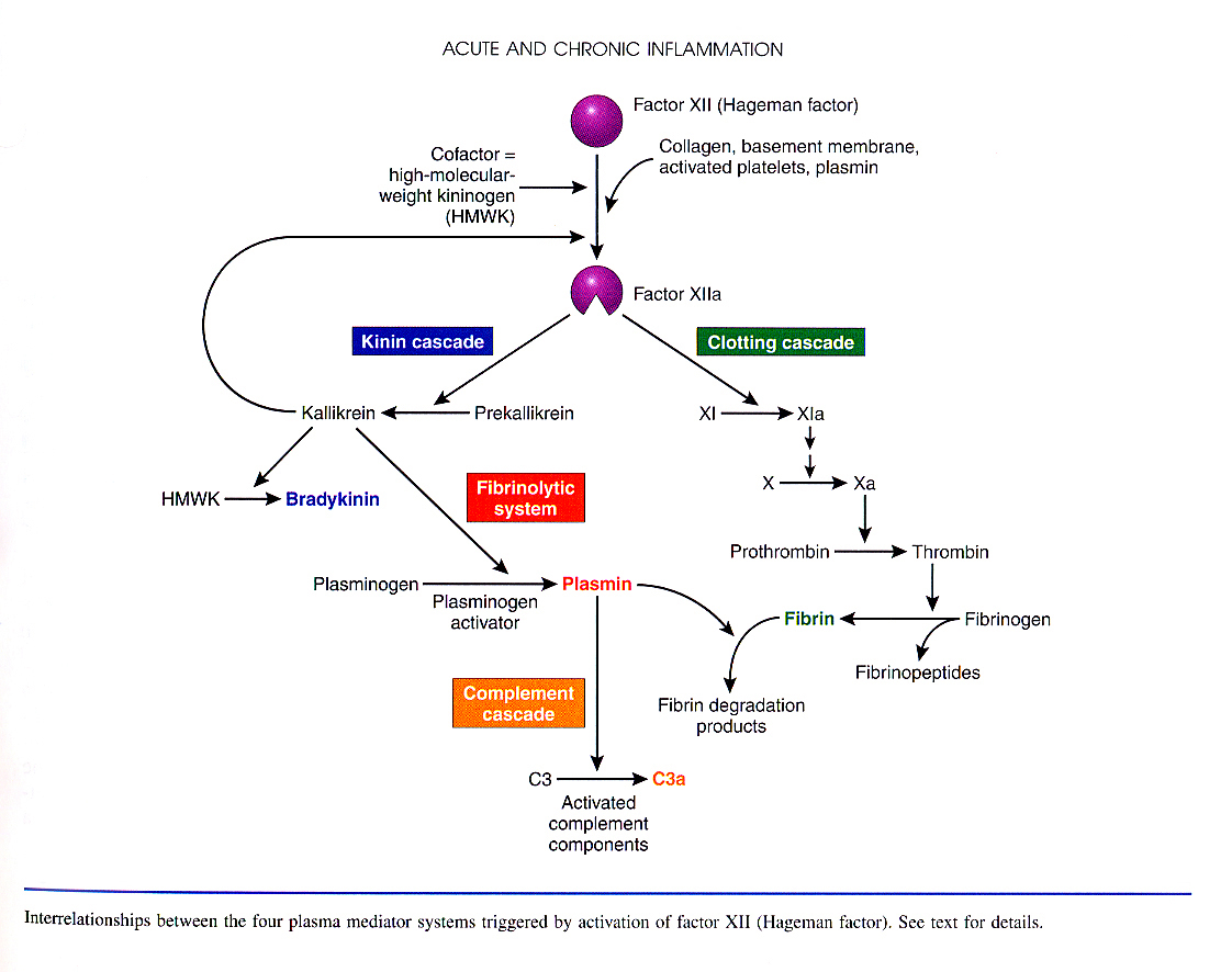Inflammation_pic12.jpg 356.9K