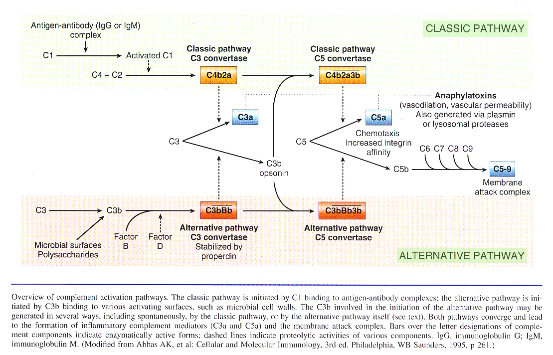 Inflammation_pic13.jpg 838.9K