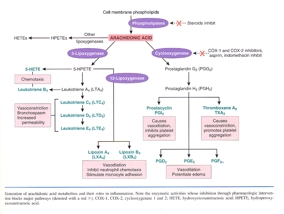 Inflammation_pic14.jpg 545.5K