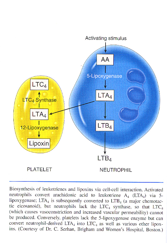 Inflammation_pic15.jpg 443.9K