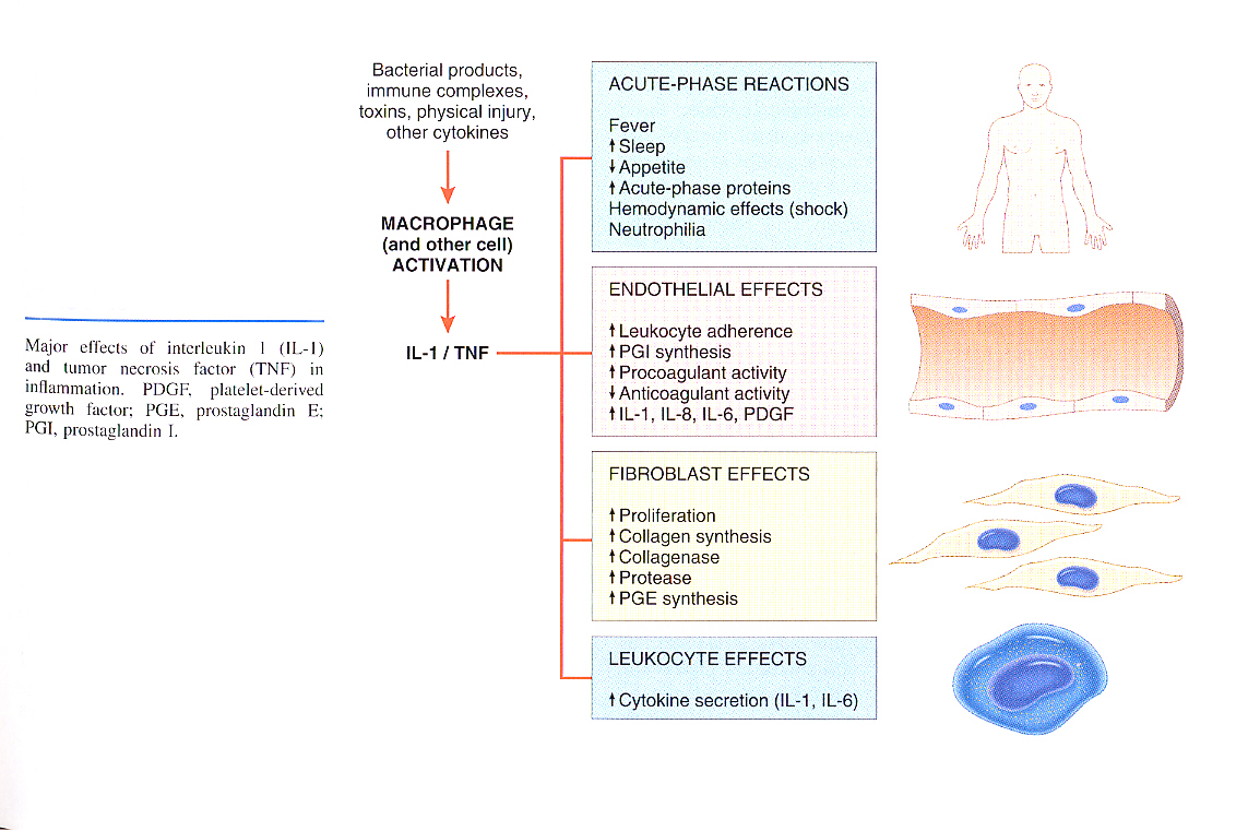 Inflammation_pic17.jpg 569.3K