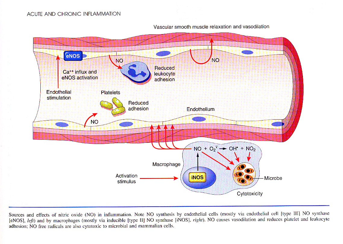 Inflammation_pic18.jpg 943.6K