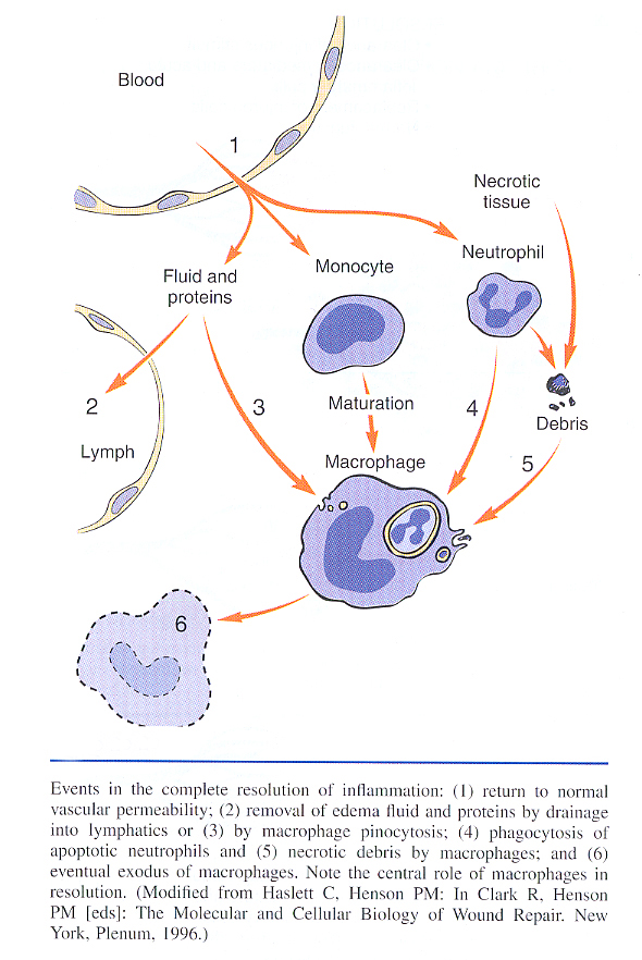 Inflammation_pic21.jpg 348.2K