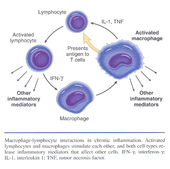 Inflammation_pic23.jpg 266.6K