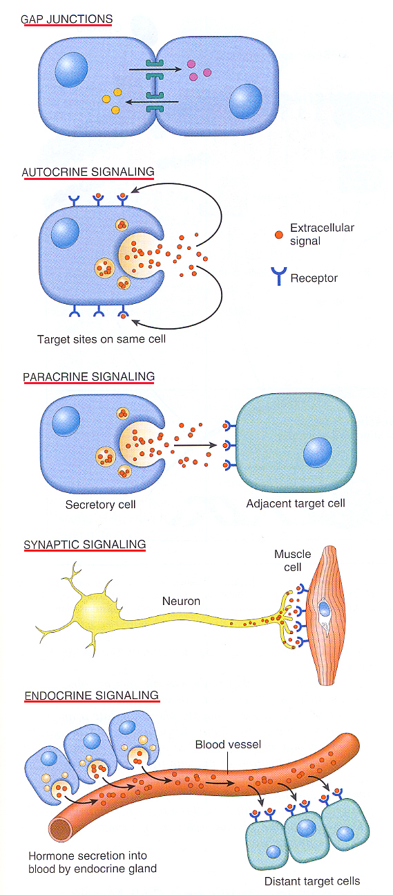 Inflammation_pic25.jpg 661.6K