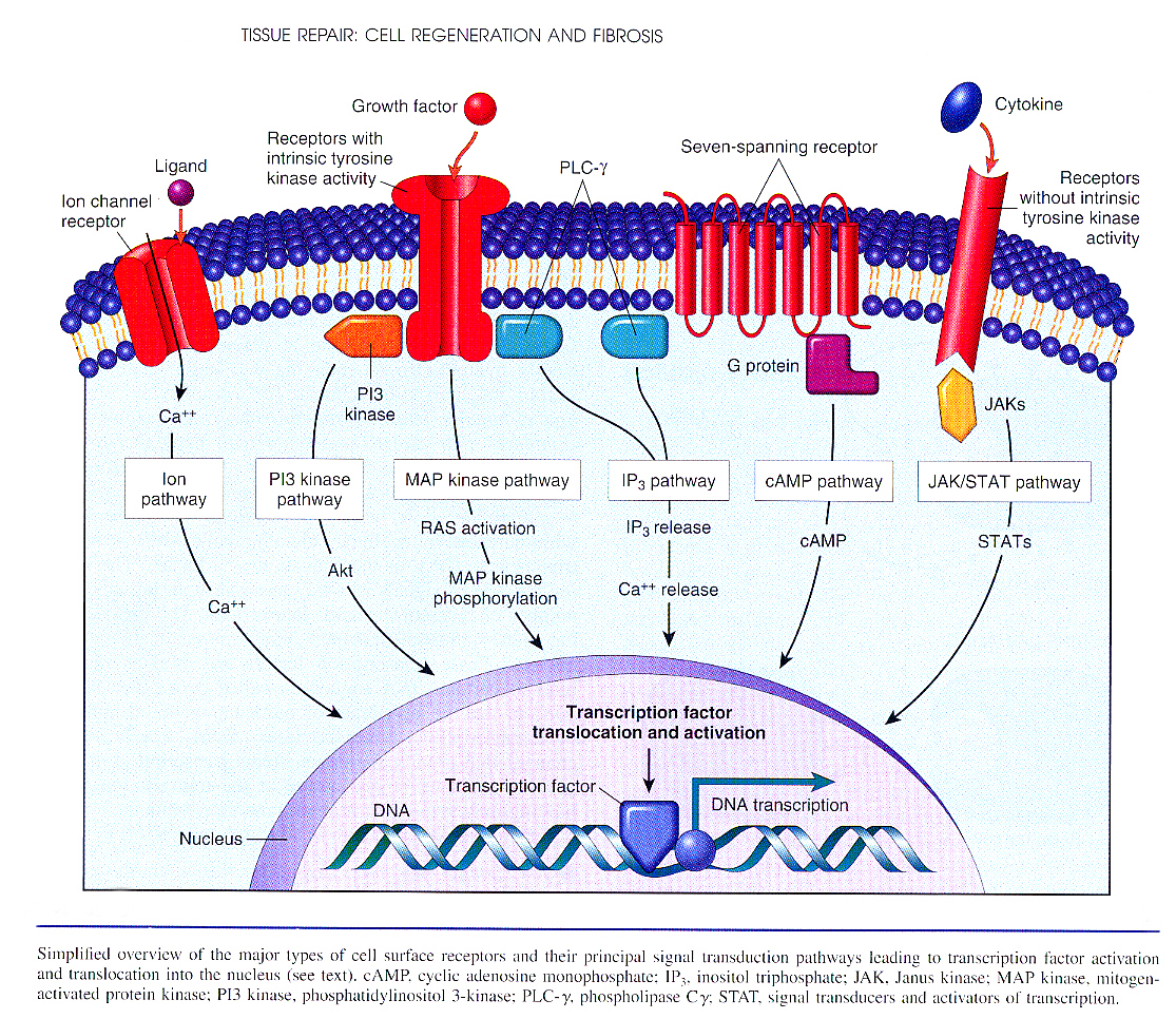 Inflammation_pic26.jpg 1504.5K
