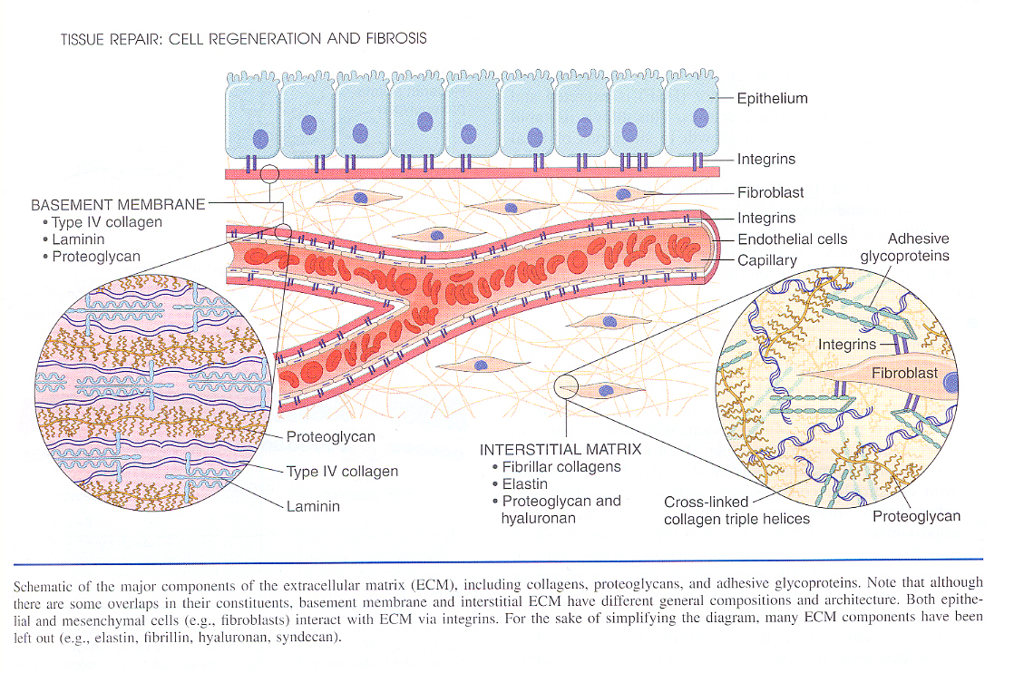 Inflammation_pic27.jpg 931.6K