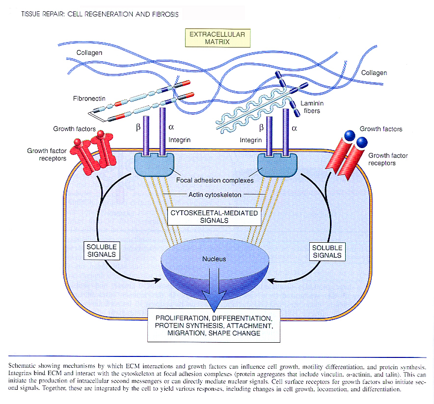 Inflammation_pic30.jpg 724.1K