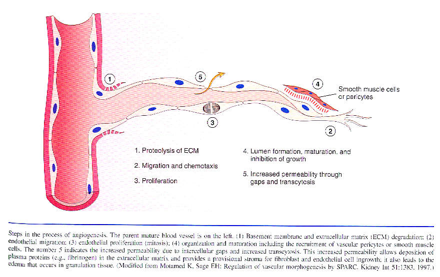 Inflammation_pic31.jpg 425.6K