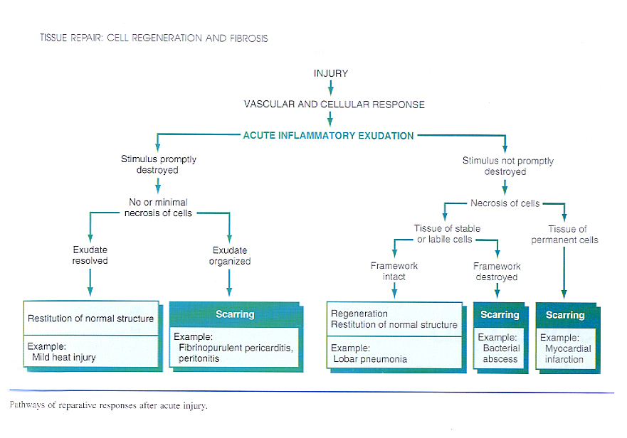 Inflammation_pic34.jpg 275.2K