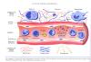 Inflammation_pic35.jpg 2.6K