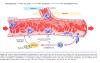 Inflammation_pic38.jpg 2.2K