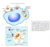 Inflammation_pic43.jpg 2.5K