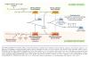 Inflammation_pic47.jpg 2.0K