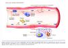 Inflammation_pic52.jpg 2.3K