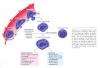 Inflammation_pic56.jpg 1.9K