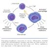 Inflammation_pic57.jpg 2.9K