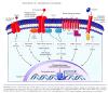 Inflammation_pic60.jpg 3.2K