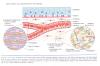 Inflammation_pic61.jpg 2.1K