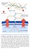 Inflammation_pic62.jpg 2.5K
