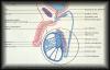 01diagramofmalegenitalsystem2.jpg 2.2K