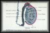 02diagramofmalegenitalsystem3.jpg 2.4K
