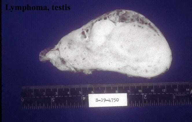 36gttlymh1.jpg 38.7K