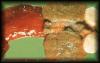 38adenomatoidtumorofepididymis1.jpg 2.2K
