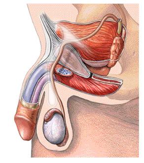 herniatitle.jpg (89224 bytes)