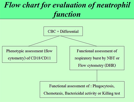 Flow chart for evaluation of neutrophil function