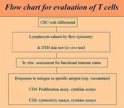 Flow chart for evaluation of T cells