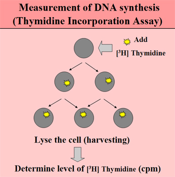 Measurement of DNA synthesis