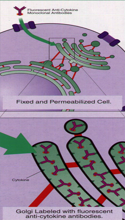 Intracellula Cytokine Staining (ICS)