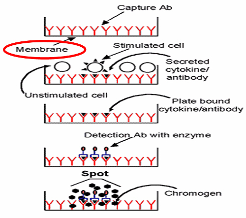 ELISPOT ASSAY