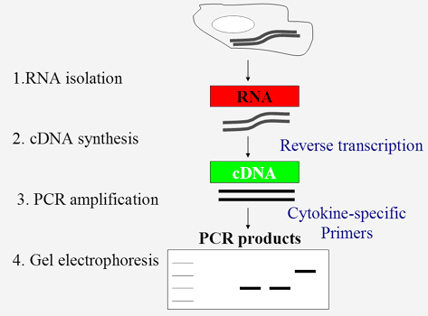 RT-PCR