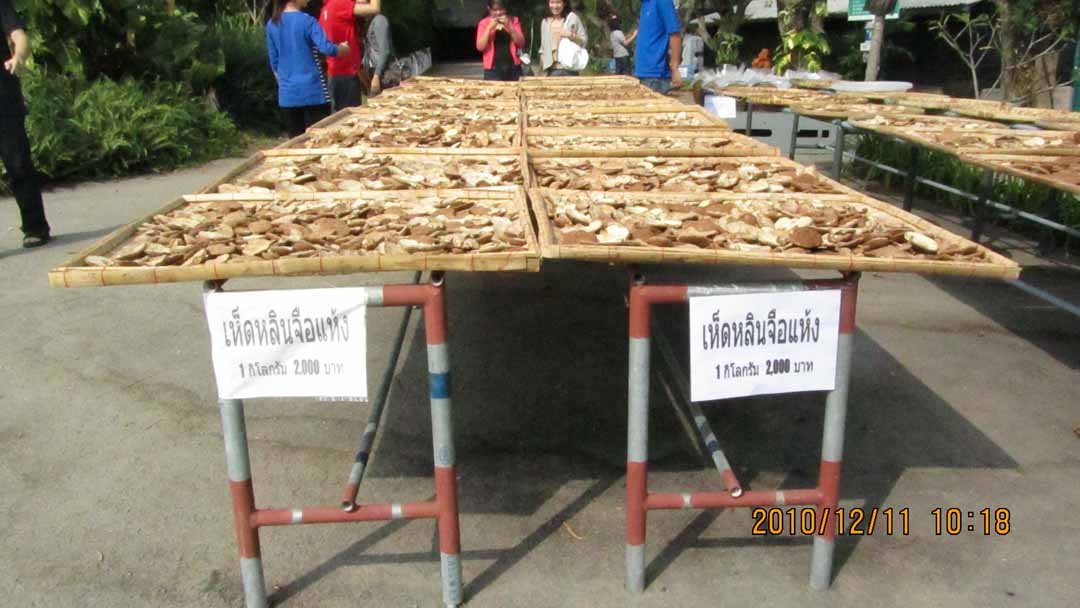 wangnamkeaw_farm_08.JPG 94.2K