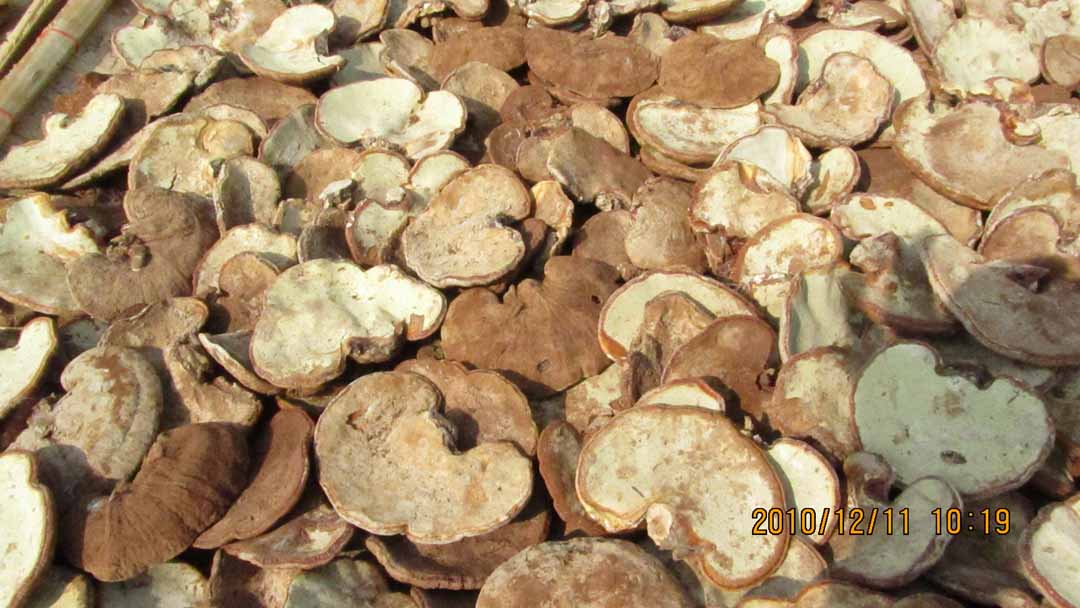 wangnamkeaw_farm_09.JPG 107.1K