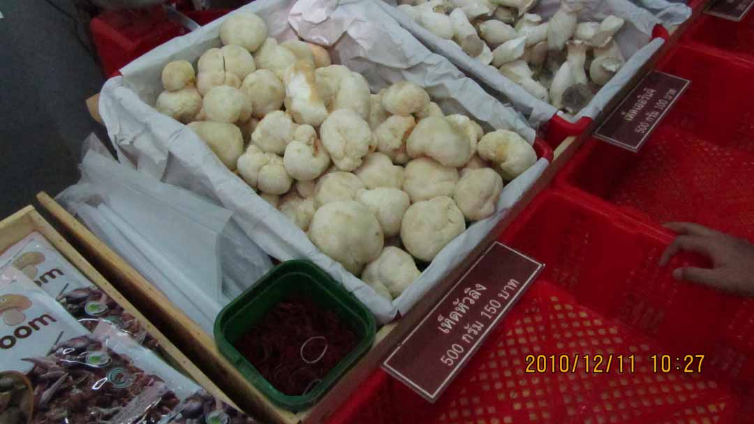 wangnamkeaw_farm_23.JPG 73.4K