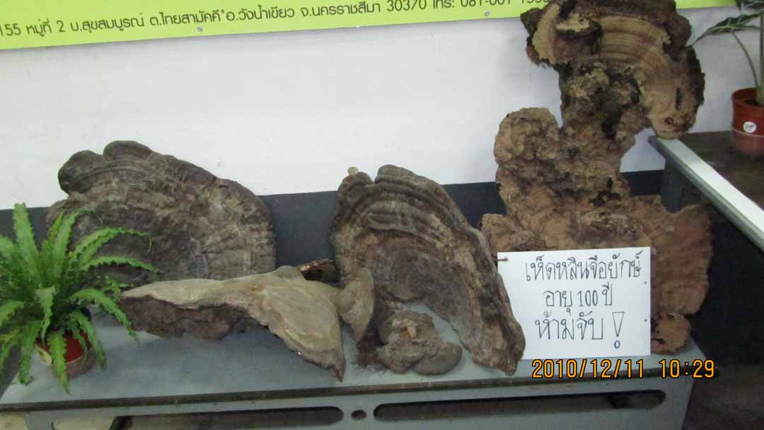 wangnamkeaw_farm_24.JPG 71.8K