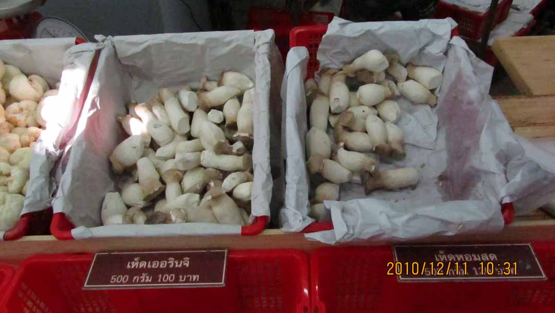 wangnamkeaw_farm_25.JPG 70.0K