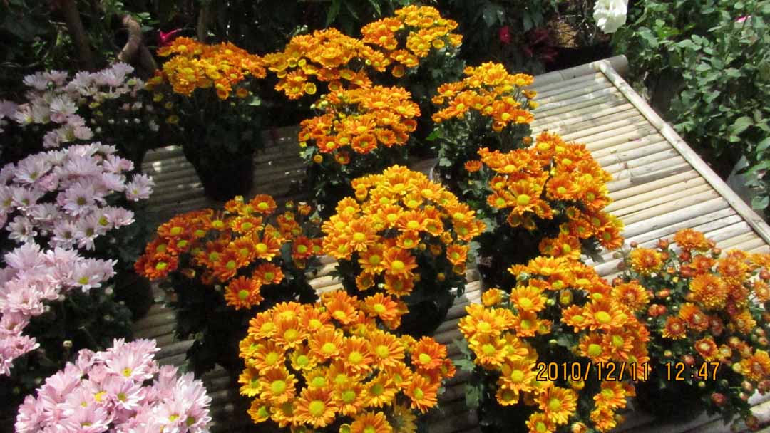 benjamarse_36.JPG 134.3K